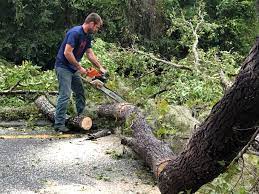 Professional Tree Care in North Puyallup, WA