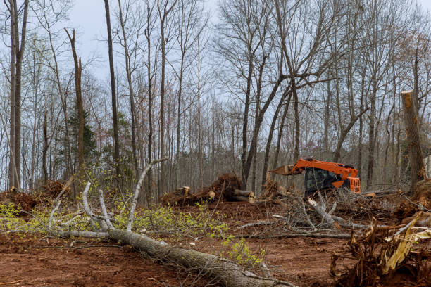 Best Tree Disease Treatment  in North Puyallup, WA